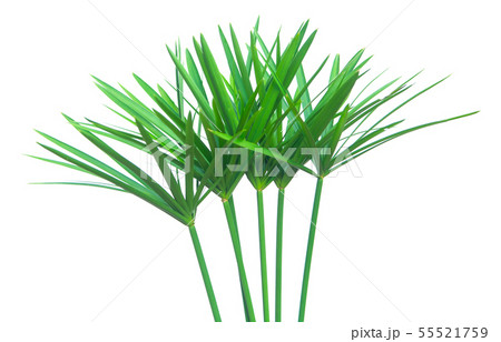 Umbrella plant, Papyrus, Cyperus alternifolius L. Umbrella plant, Papyrus, Cyperus alternifolius L. 55521759