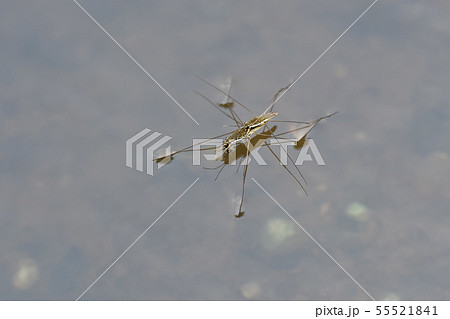 アメンボ アメンボ 55521841