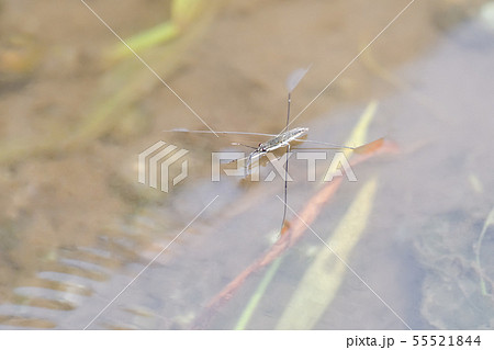 アメンボ 55521844