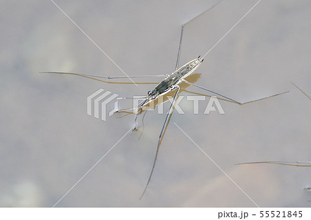 アメンボ 55521845