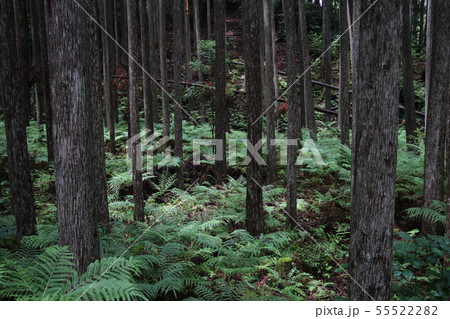 熊野古道　発心門王子　と　水呑王子　の中間地点　アンリ・リソーを連想する森林地帯 55522282