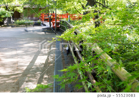 北野天満宮、御土居の新緑 55523083