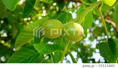 Background of green leaves and walnuts. Wide 55523885