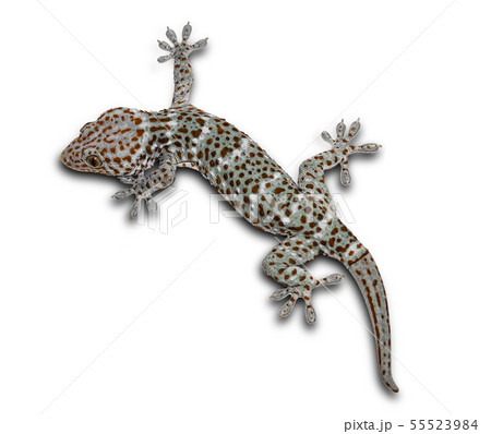 Geckos on a separate white background can be 55523984