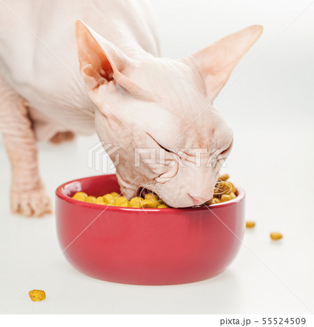 Hairless cat Don Sphynx breed with pink naked skin Hairless cat Don Sphynx breed with pink naked skin 55524509