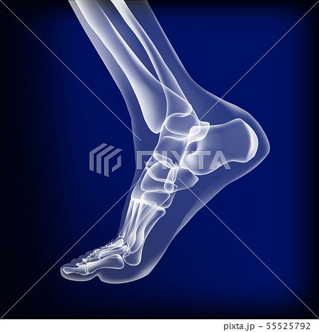 Dark blue visualization of bones of foot. Dark blue visualization of bones of foot. 55525792