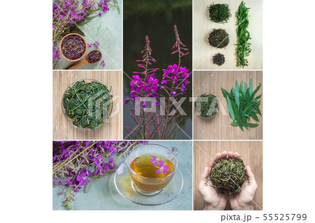 Collage with hand-cooking fermented koporye tea. 55525799