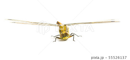 The dragonfly insect. 55526137