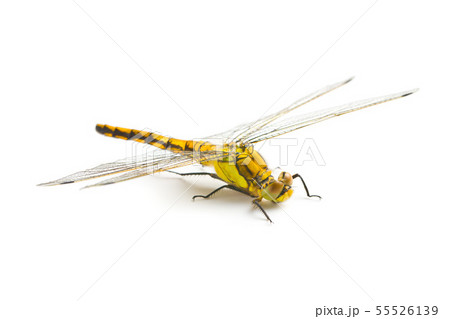 The dragonfly insect. The dragonfly insect. 55526139