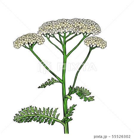 yarrow milfoil flower medicinal plant. Achillea millefolium yarrow milfoil flower medicinal plant. Achillea millefolium 55526302