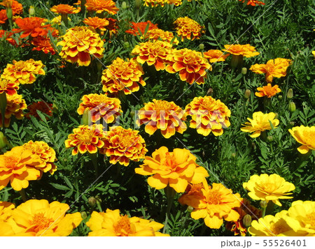 辰の花オレンジ色の花はマリーゴールド 55526401
