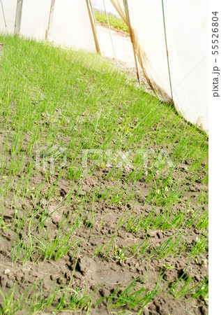 Leek seedling grows in greenhouse. Growing organic Leek seedling grows in greenhouse. Growing organic 55526804