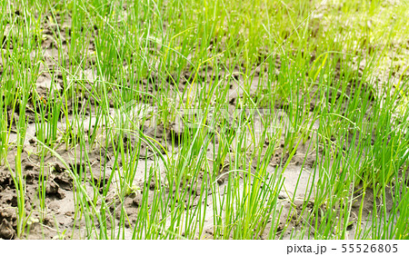 Leek seedling grows in greenhouse. Growing organic 55526805