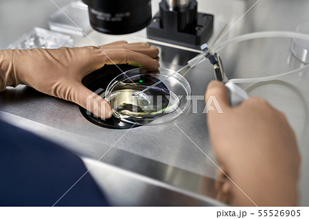 Process of in vitro fertilization in laboratory 55526905