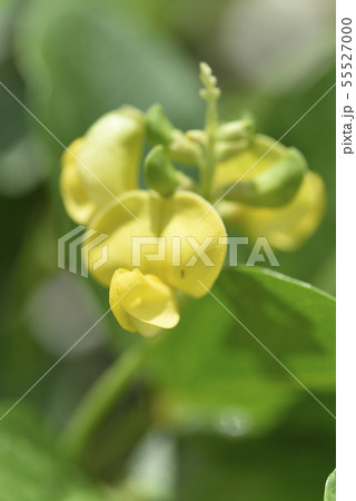 ハマアズキ（マメ科） 55527000