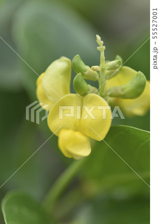 ハマアズキ(マメ科) ハマアズキ(マメ科) 55527001