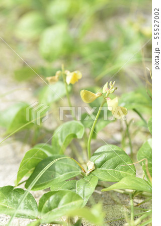 ハマアズキ(マメ科) ハマアズキ(マメ科) 55527002