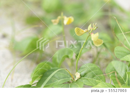 ハマアズキ(マメ科) ハマアズキ(マメ科) 55527003