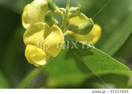 ハマアズキ（マメ科） 55527005