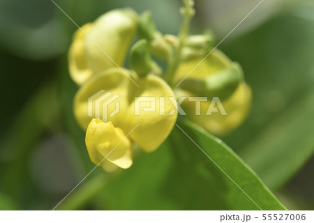 ハマアズキ(マメ科) ハマアズキ(マメ科) 55527006