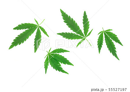 Marijuana leaf, green cannabis leaf isolated on white background. 55527197