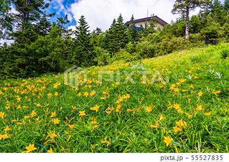 (長野県)志賀高原・東館山高山植物園 夏 (長野県)志賀高原・東館山高山植物園 夏 55527835