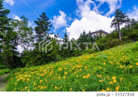 （長野県）志賀高原・東館山高山植物園　夏 55527836