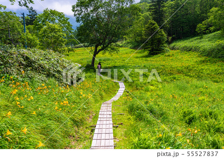 （長野県）志賀高原・東館山高山植物園　夏 55527837