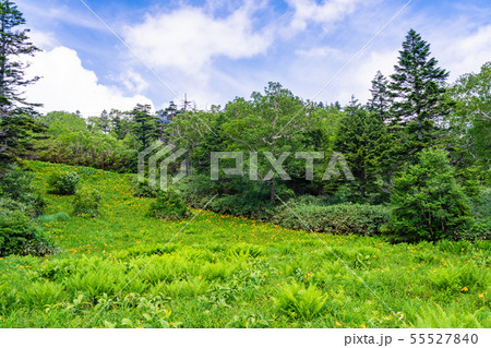 （長野県）志賀高原・東館山高山植物園　夏 55527840