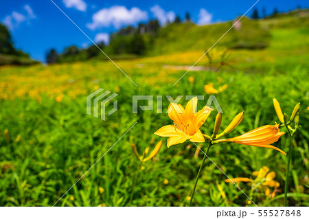 (長野県)志賀高原・東館山高山植物園 夏 (長野県)志賀高原・東館山高山植物園 夏 55527848