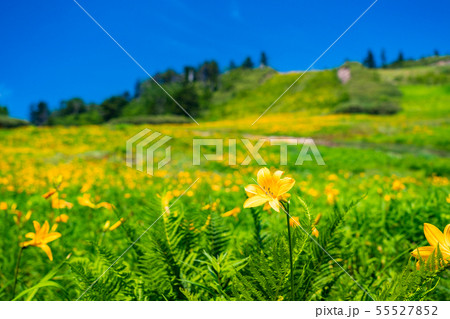 (長野県)志賀高原・東館山高山植物園 夏 (長野県)志賀高原・東館山高山植物園 夏 55527852