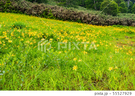 (長野県)志賀高原・東館山高山植物園 夏 (長野県)志賀高原・東館山高山植物園 夏 55527929
