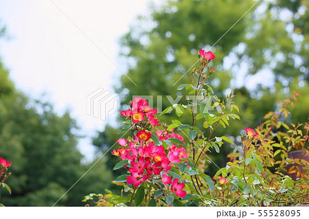 バラの花　カクテル 55528095