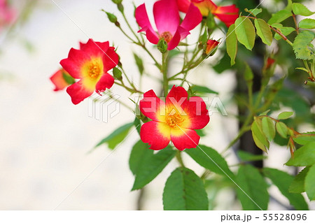 バラの花　カクテル 55528096