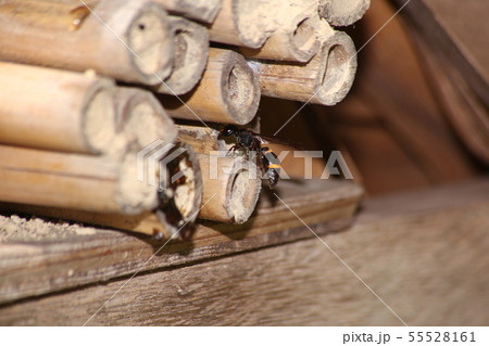 エントツドロバチの巣 55528161