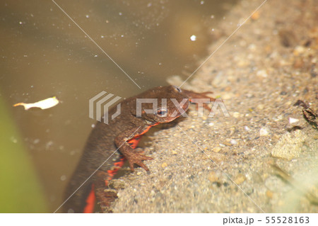 水中のアカハライモリ 水中のアカハライモリ 55528163