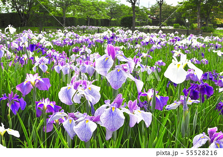 宮城県栗原市山王史跡公園のアヤメ 55528216