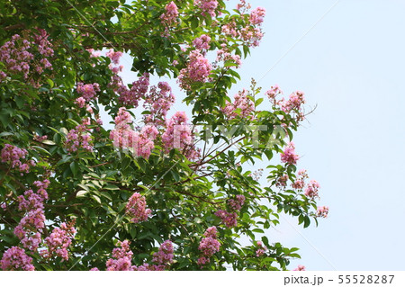 サルスベリの花 55528287