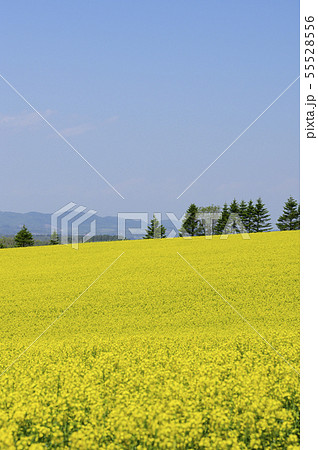 一面の菜の花と青空 55528556