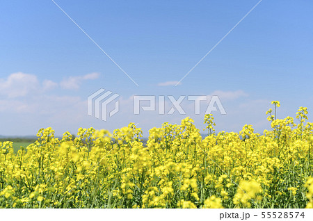 一面の菜の花と青空（安平） 55528574
