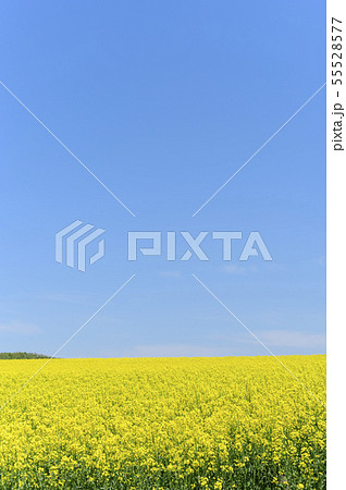 一面の菜の花と青空(安平) 一面の菜の花と青空(安平) 55528577