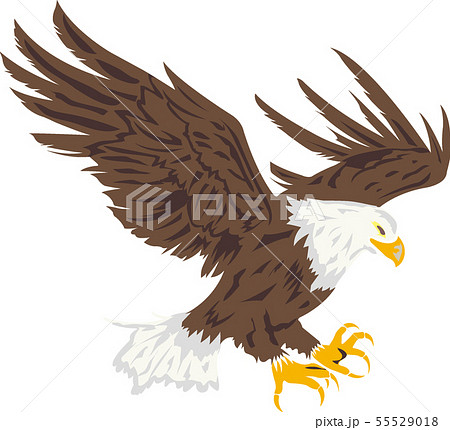 鷲 Eagleのイラスト素材 55529018 Pixta