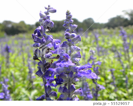 青い色のサルビアの花 の写真素材