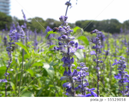 青い色のサルビアの花  55529058