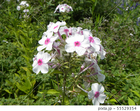 フロックス パニキュラータ ノーラレイの花の写真素材