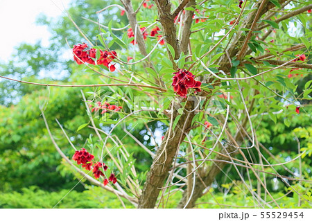 アメリカデイゴの花 55529454