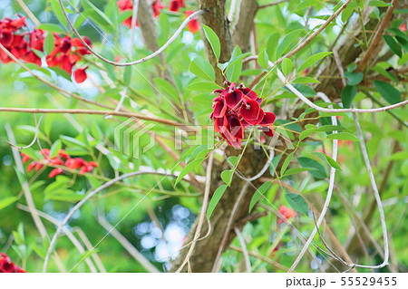 アメリカデイゴの花 55529455
