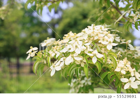ヤマボウシの花 55529691