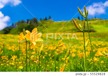 （長野県）志賀高原・東館山高山植物園　夏 55529828