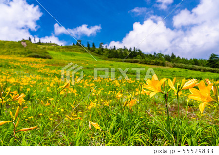 （長野県）志賀高原・東館山高山植物園　夏 55529833